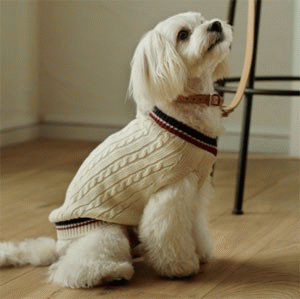 シンプルで良質な、シックな雰囲気の愛犬ファッション